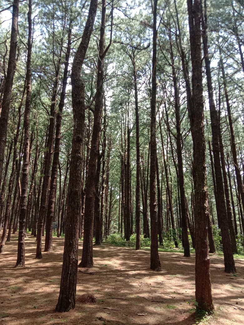 ROOTS 🌱 photo 1